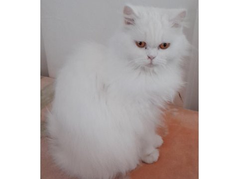 British longhair dişi