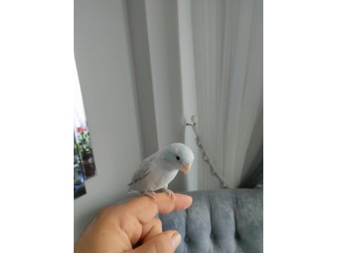 1 yaşında erkek forpus papağanı