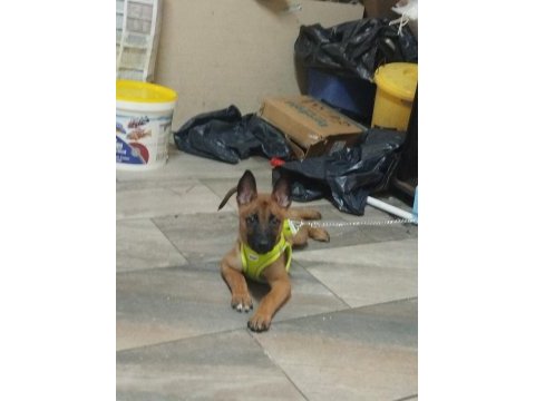 Eğitimli aşıları tam a kalite malinois