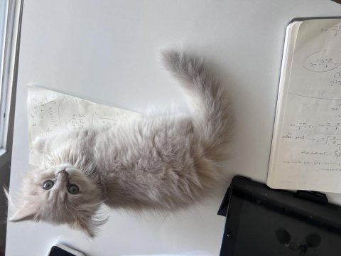 Safkan brıtısh longhaır cınnamon