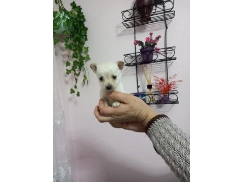 Micro boy 4 erkek chihuahua bebekler