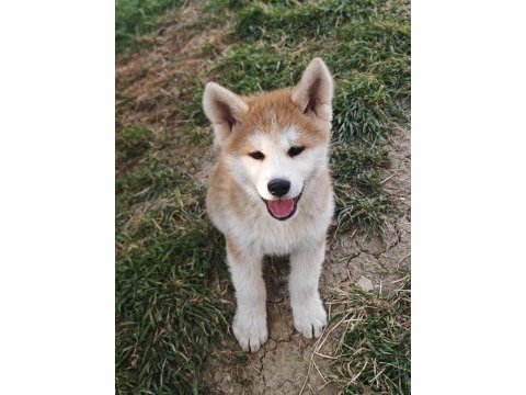 Orijinal safkan japon akita inu