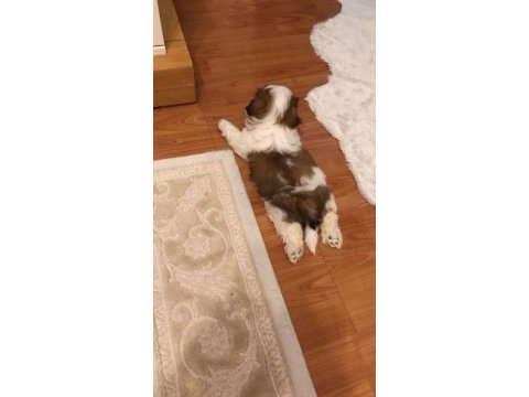 Asil yavrumuz shih tzu