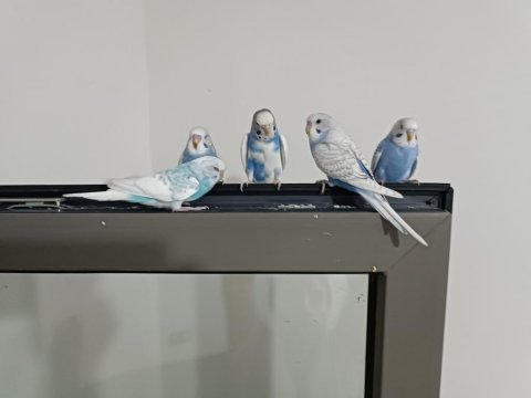 5 adet muhabbet kuşu