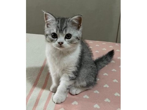Son iki dişi yavru kedilerimiz
