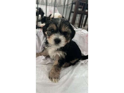 En güzel morkie bebekleri
