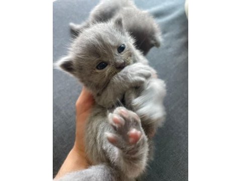 Scottish fold yavrularımız yeni yuvalarını bekliyor