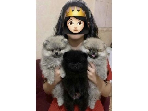 Pomeranian boo pomeranian gülen yüz erkekler
