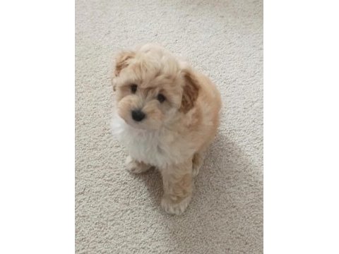 Sahibinden maltipoo köpeğimiz için ulaşın