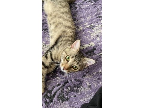 Minik bebeğe yuva tekir