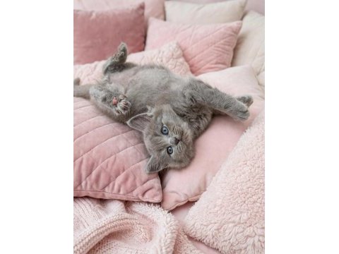 British shorthair fawn nadir renk a+ kalite