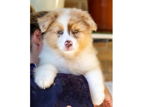 Çok güzel ve kaliteli border collie yavruları