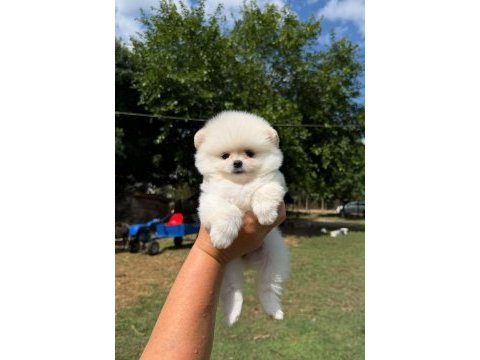 Pomeranian boo köpeğimiz