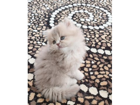 British shorthair ve longhair