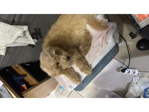 4 aylık toy poodle erkek uygun fiyata vereceğim