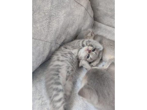 A şecereli çok güzel yavrular sütten yeni kesildiler