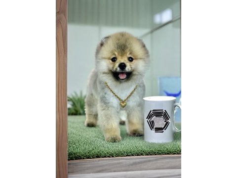 Antalyada 3 aylık erkek ve dişi pomeranian boo