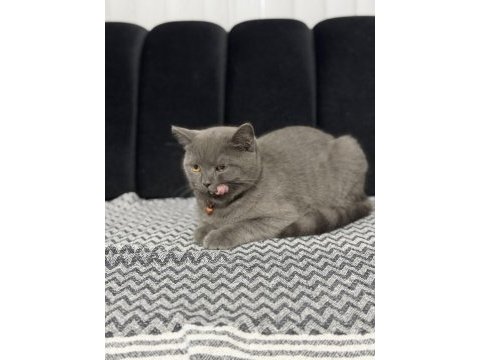 Minik british shorthair dostumuza yuva arıyoruz