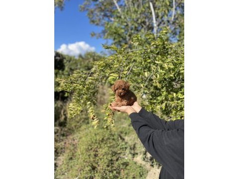 Kore kan toy poodle bebekler
