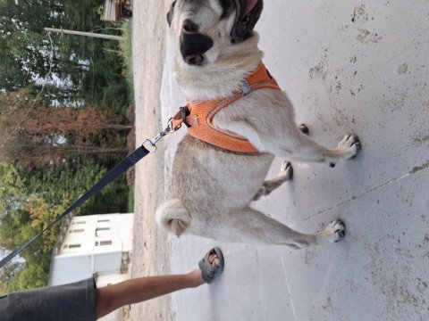 2 yasında erkek pug