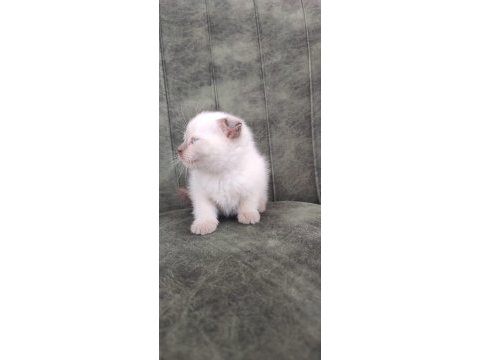 British shorthair minikler