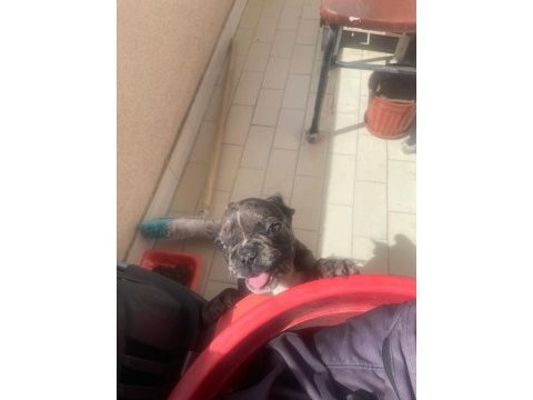 Güzeller güzeli merle french bulldog bebeğimiz