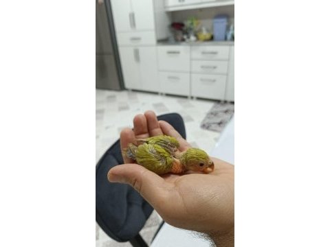 El besleme sevda papağanı bebeler