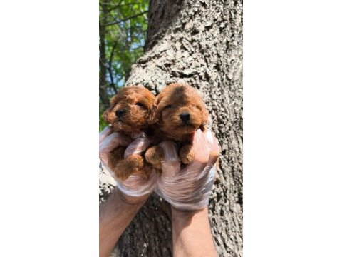 Red toy poodle bebekler