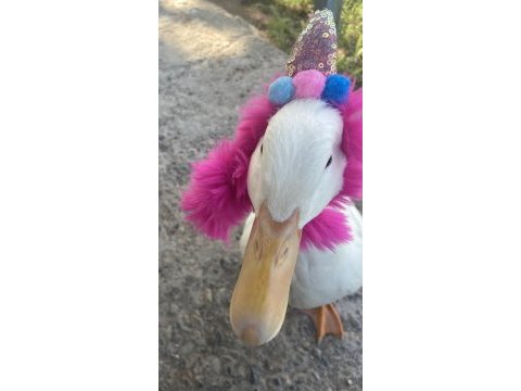 Satılık ördek 1 yaşında