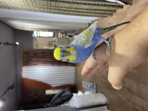 Konuşan insan canlısı muhabbet kuşu