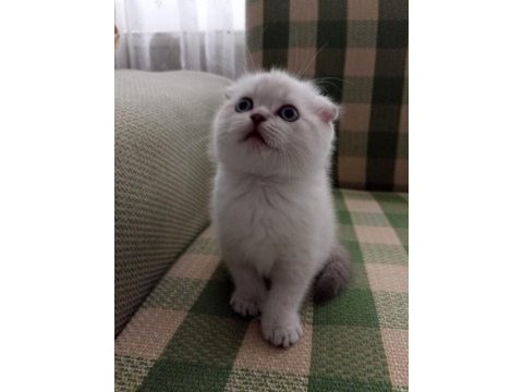 Güzel scottish fold kızım 29 ağustos doğumlu blue point