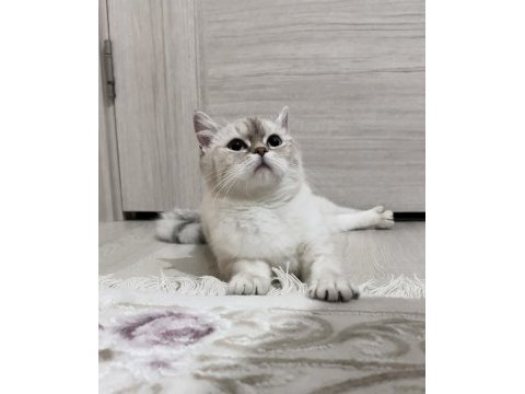 17 aylık british shorthair silver point dişi