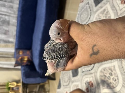 Bebek alexander