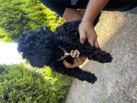 Lekesiz black poodle a kalite