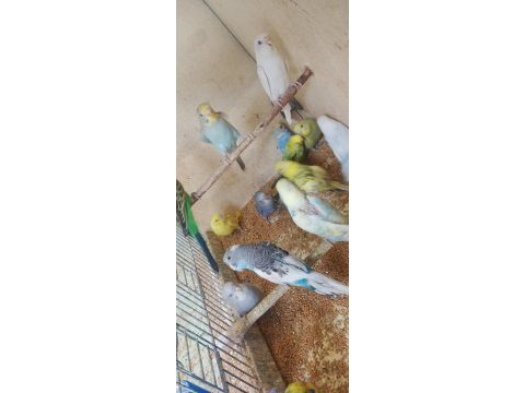 Yavru alıştırmalık muhabbet kuşları