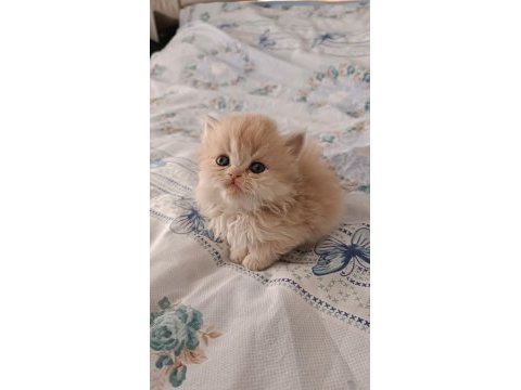 Çikolata golden safkan british yavrular