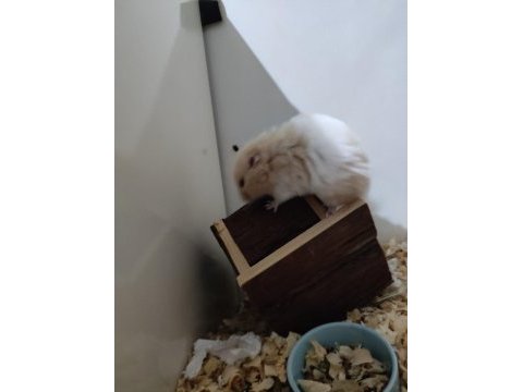 Suriye teddy bear erkek ve dişi hamster