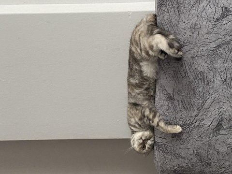 3 yaşında scottish fold