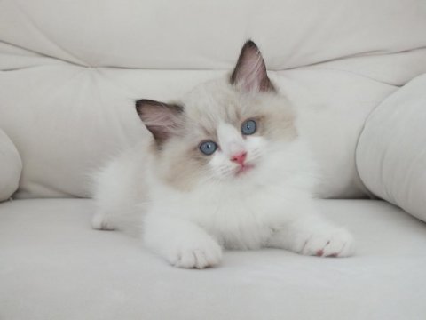 Ragdoll yavruları