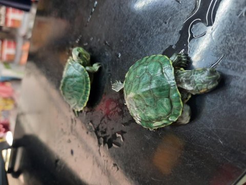 Yavru kaplumbağalar