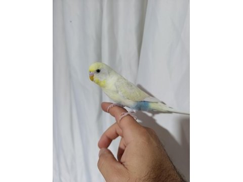 Evcil muhabbet kuşu erkek