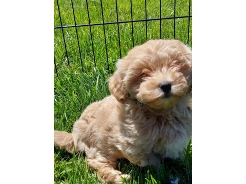 Maltipoo yavruları sizleri bekliyor  