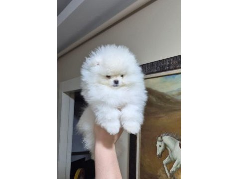Üst kalite kar beyaz pomeranian boo erkek