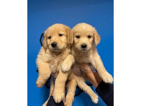 Küt burun golden retriever yavrularımız