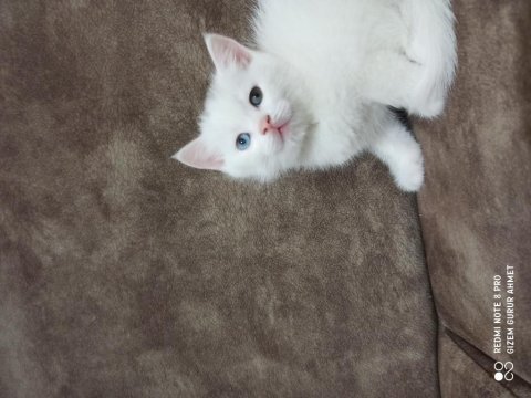 Ücretsiz sahiplendirme british shorthair