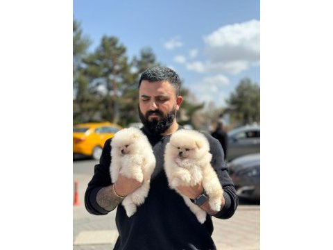 Çağrı çemçemin kataloğunun şampiyonu 