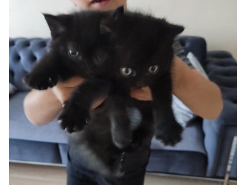 Yavru kedim british shorthair