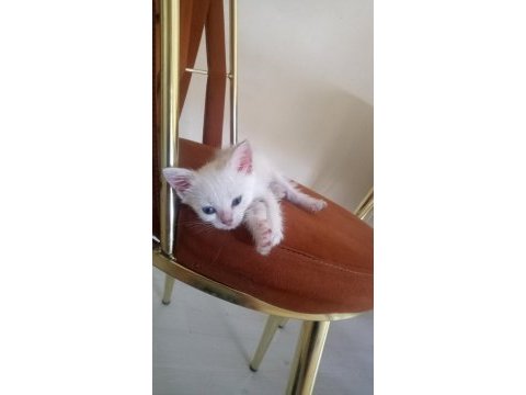 Yavru kedilerim sahiplendiriyorum mama karşılığında