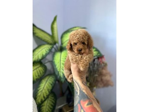 Poodle bebekleri