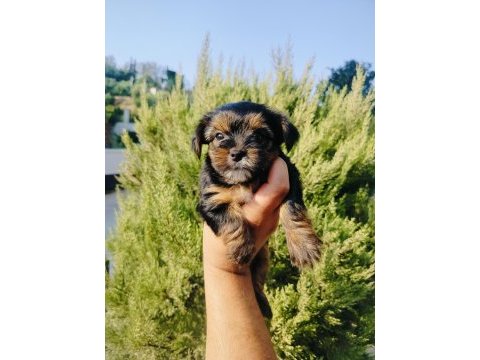 Teacup bardak boy yorkshire terrier yavruları